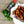Candied Jalapeno Wing Sauce next to jalapeno peppers and chicken wings